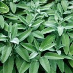 perfumes aromáticos