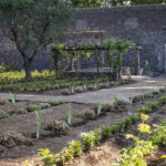 Pompeii’s Perfume Garden Reborn