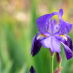 Óleo Essencial de Íris