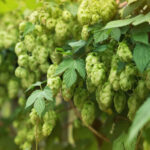 300 Km/h Pulse de Avon