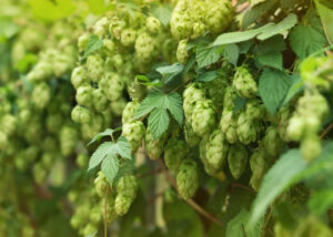 300 Km/h Pulse de Avon