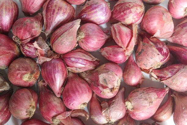 Preparação dos Rizomas