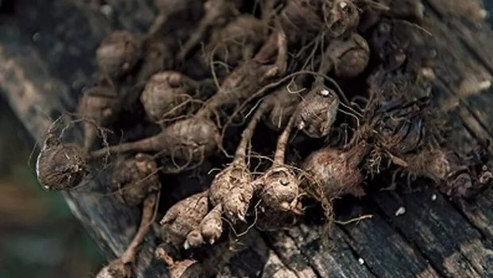 Perfumes Brasileiros