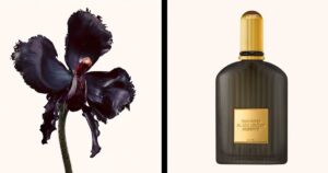 Black Orchid Reserve Tom Ford